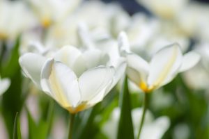 White Tulip Therapy Fitzroy North