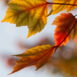Autumn In Fitzroy